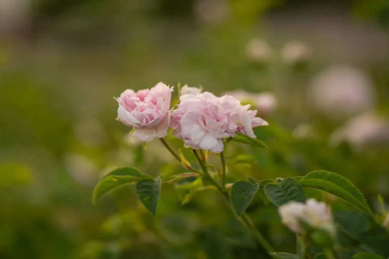 Rose de Damas (Rosa ×damascena) : botanique, floraison et usages