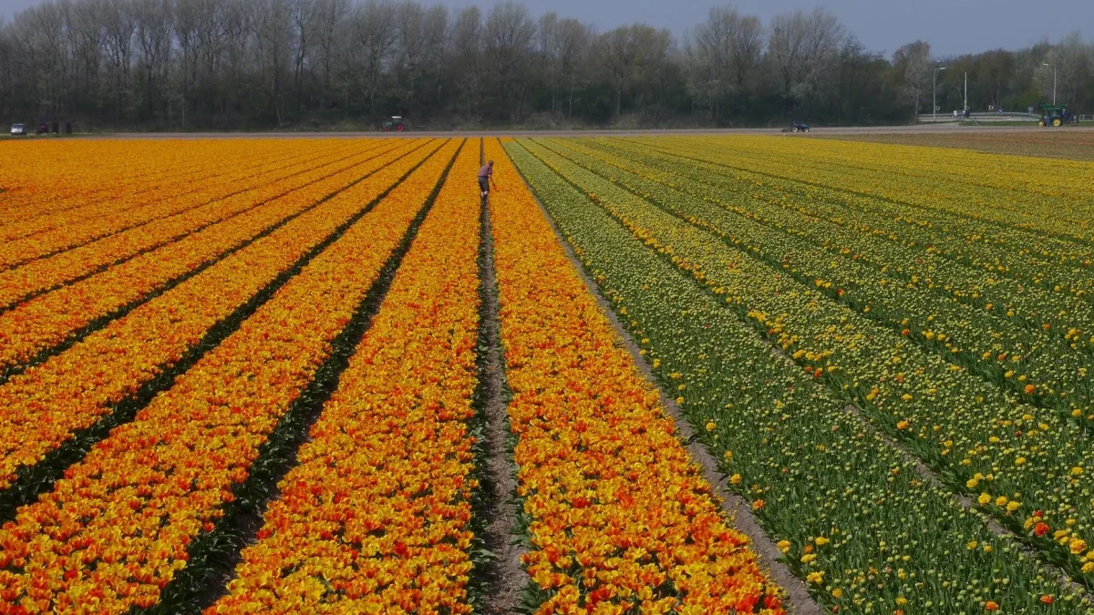 Saison des tulipes en France : fenêtre de floraison, mécanisme du bulbe et entretien