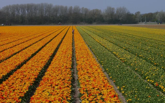 Saison des tulipes en France : fenêtre de floraison, mécanisme du bulbe et entretien
