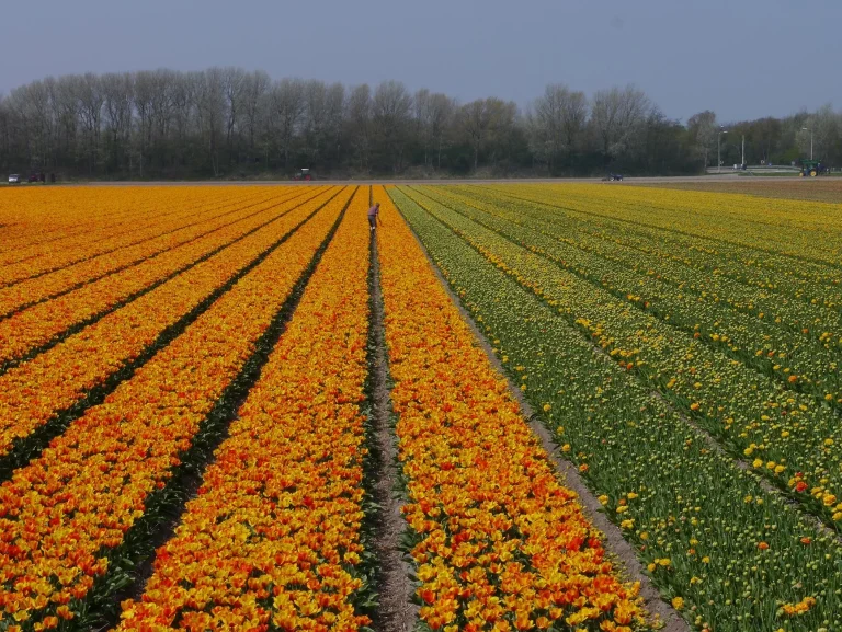 Saison des tulipes en France : fenêtre de floraison, mécanisme du bulbe et entretien