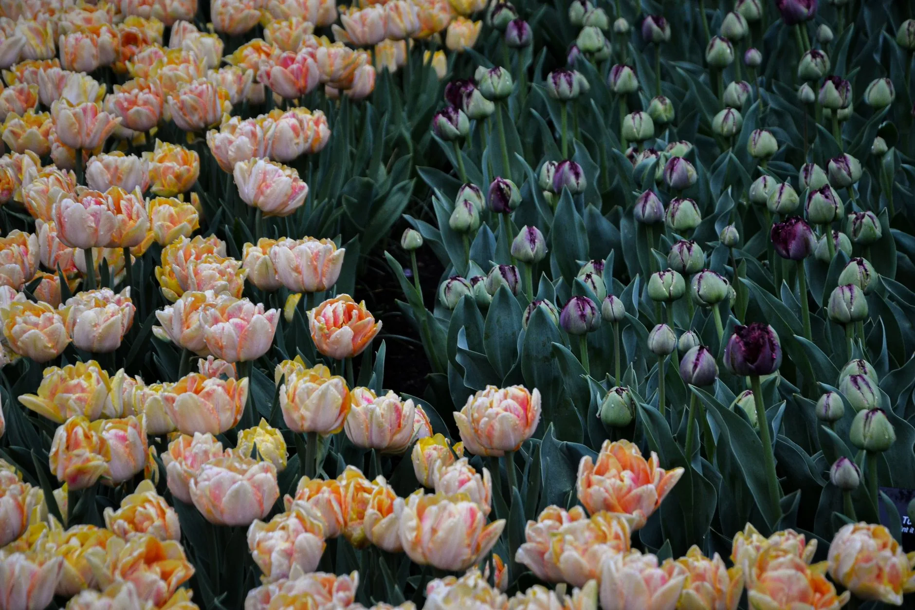 Massif de tulipes rose-orangé et de boutons violets dans un jardin printanier