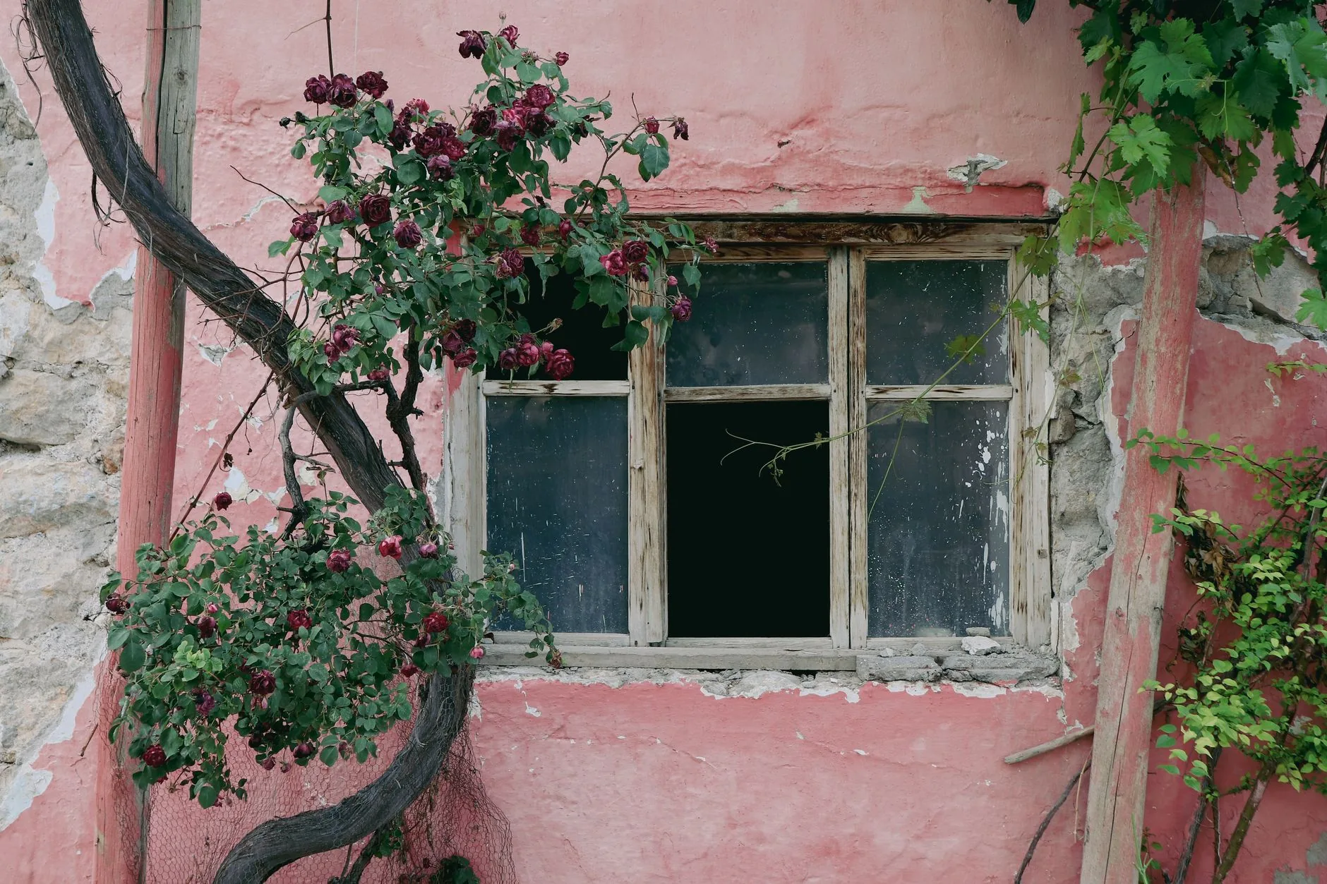 Rosier grimpant aux fleurs bordeaux sur une façade rose avec fenêtre en bois vieilli