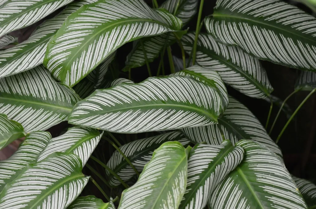 Entretien du calathea : lumière, arrosage et humidité pour un feuillage sain