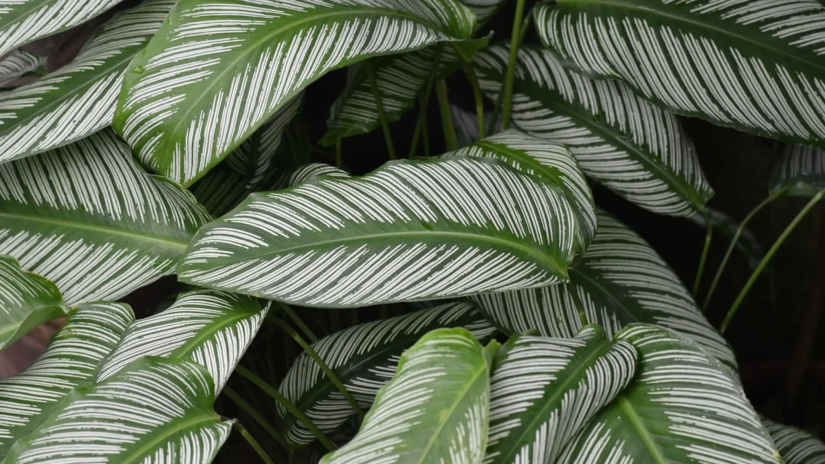 Entretien du calathea : lumière, arrosage et humidité pour un feuillage sain