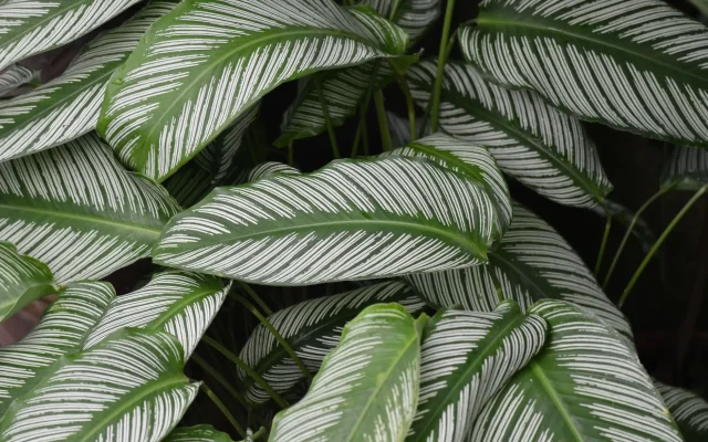 Entretien du calathea : lumière, arrosage et humidité pour un feuillage sain