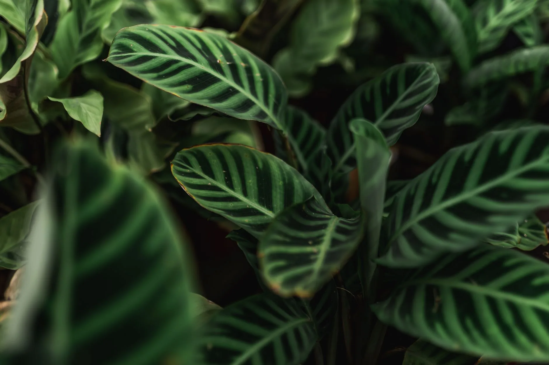 Feuilles de calathea aux nervures claires contrastant sur un feuillage vert foncé dense