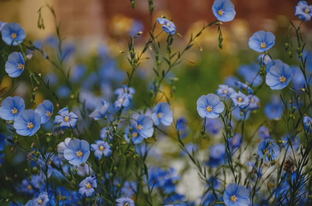 Fleur de lin : reconnaître, observer et comprendre Linum au fil des saisons