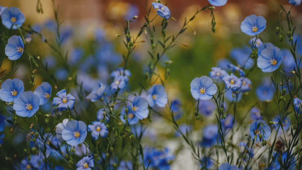 Fleur de lin : reconnaître, observer et comprendre Linum au fil des saisons