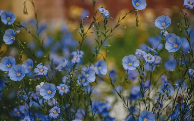 Fleur de lin : reconnaître, observer et comprendre Linum au fil des saisons