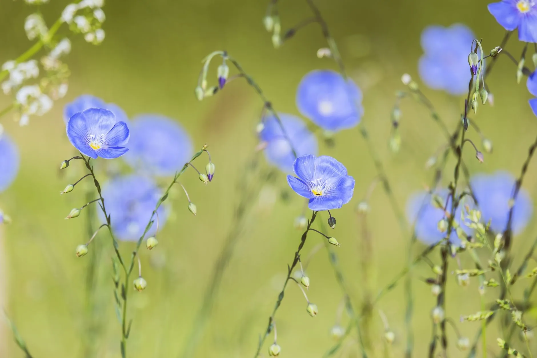 Fleurs de lin bleu en pleine floraison sur tiges fines dans une prairie ensoleillée