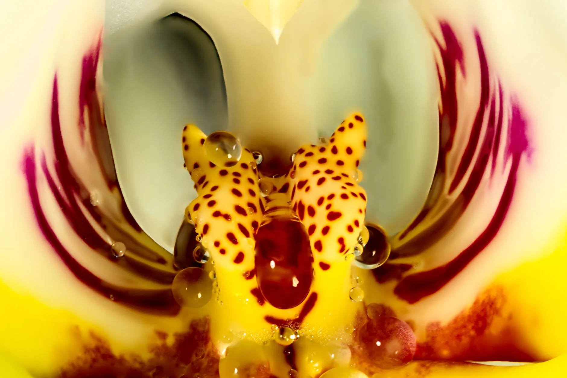 Vue macro du centre d'une orchidée jaune tachetée de bordeaux avec gouttes d'eau