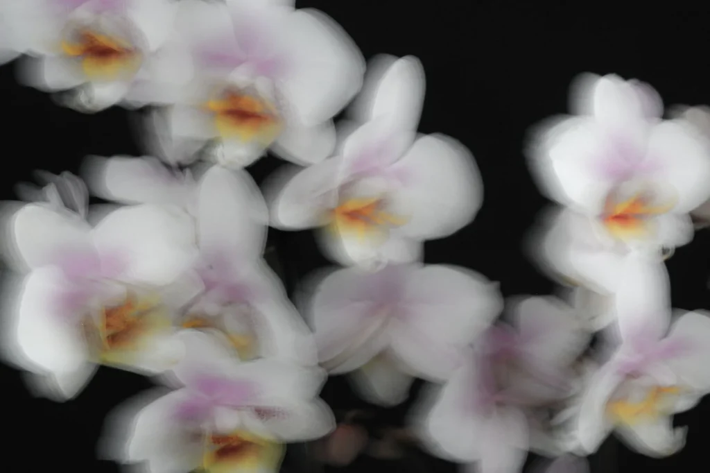La fleur de vanille : botanique, pollinisation et cycle de la gousse