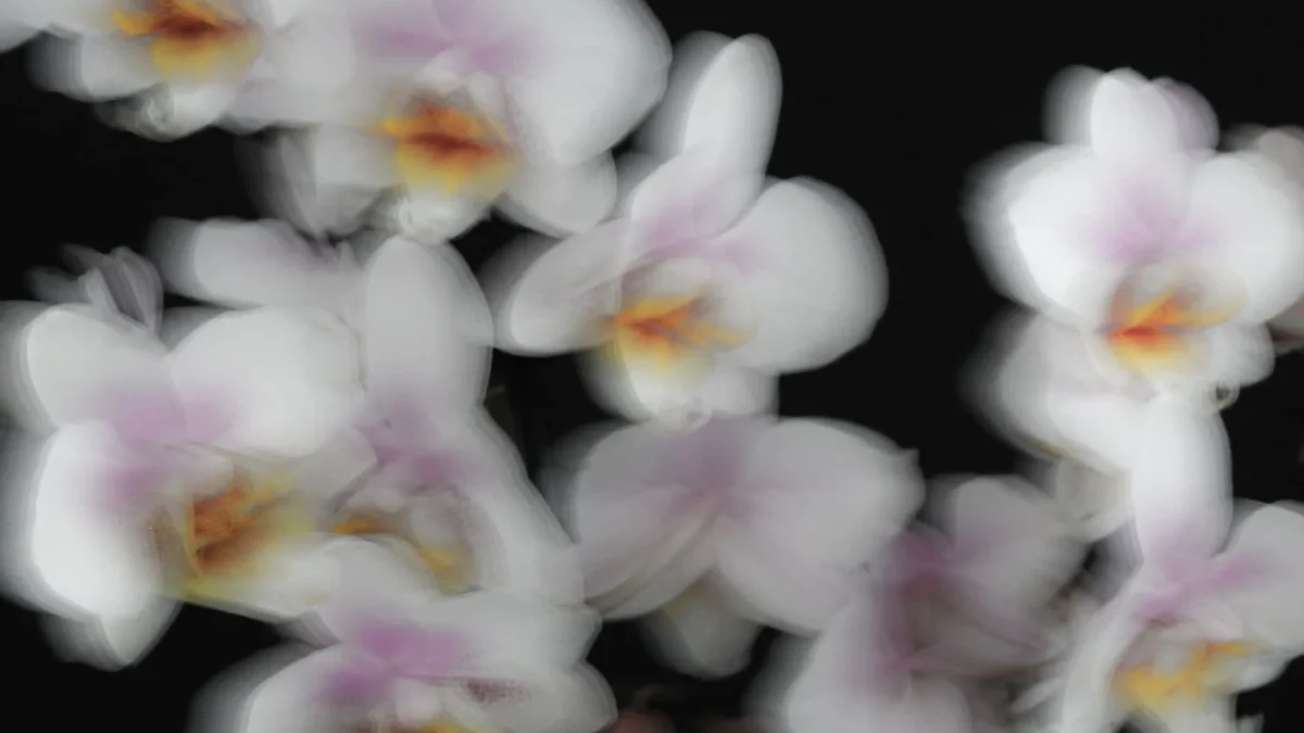 La fleur de vanille : botanique, pollinisation et cycle de la gousse