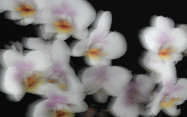 La fleur de vanille : botanique, pollinisation et cycle de la gousse