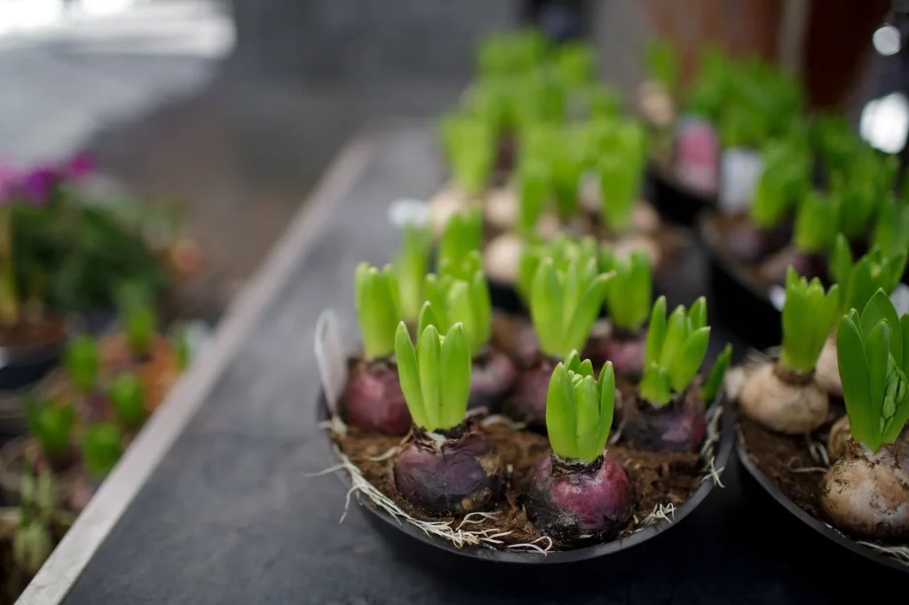 Jacinthe de Noël : forçage, floraison et entretien du bulbe