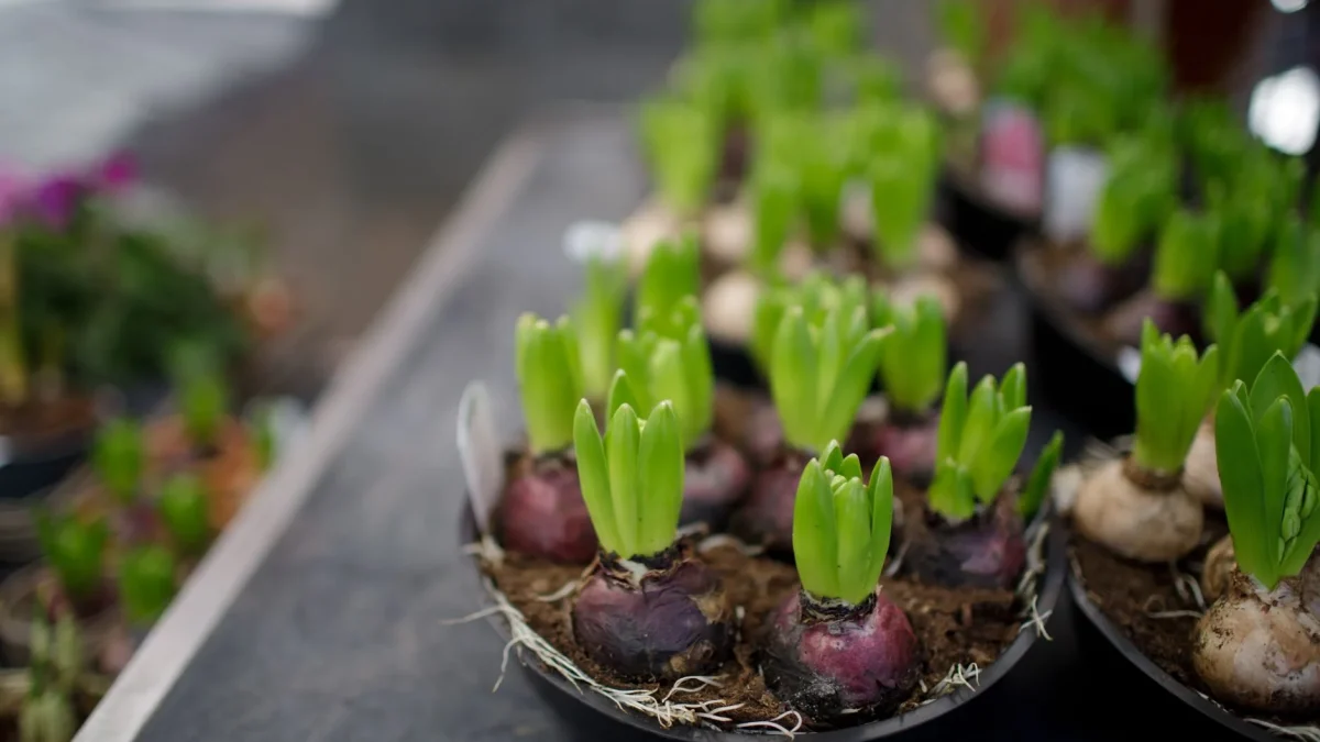 Jacinthe de Noël : forçage, floraison et entretien du bulbe