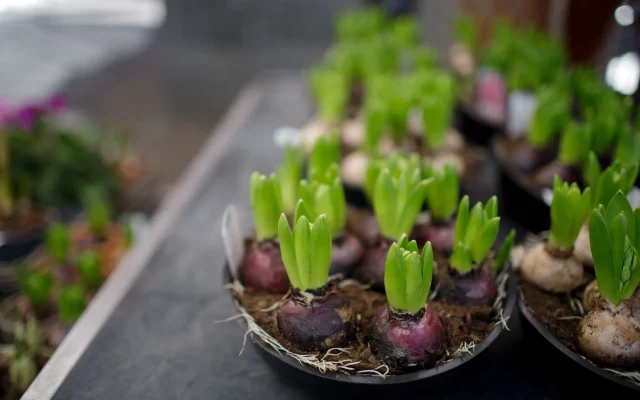 Jacinthe de Noël : forçage, floraison et entretien du bulbe