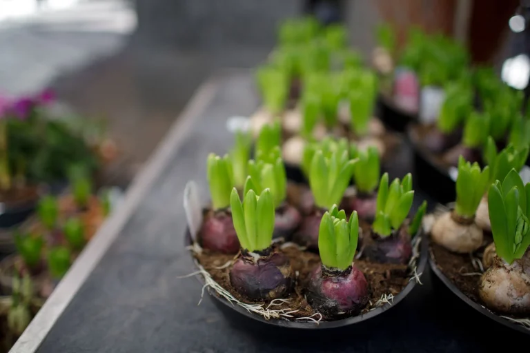 Jacinthe de Noël : forçage, floraison et entretien du bulbe
