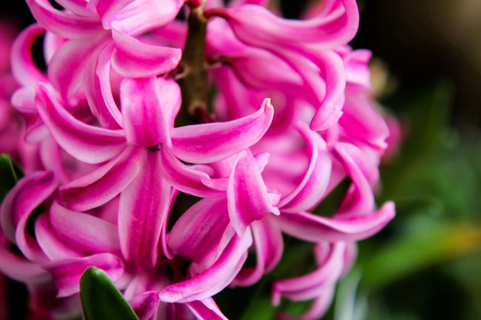 Gros plan sur une jacinthe rose aux pétales recourbés et serrés en pleine floraison