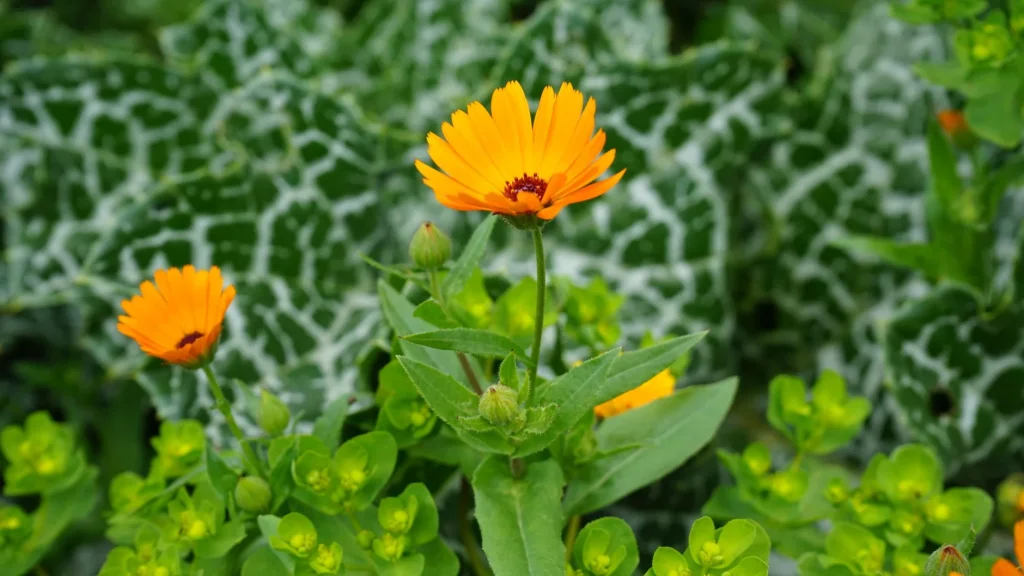 Le souci (Calendula officinalis) : étymologie, reconnaissance et calendrier de floraison