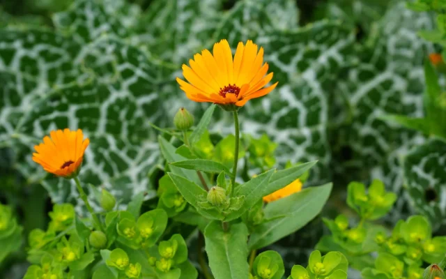 Le souci (Calendula officinalis) : étymologie, reconnaissance et calendrier de floraison