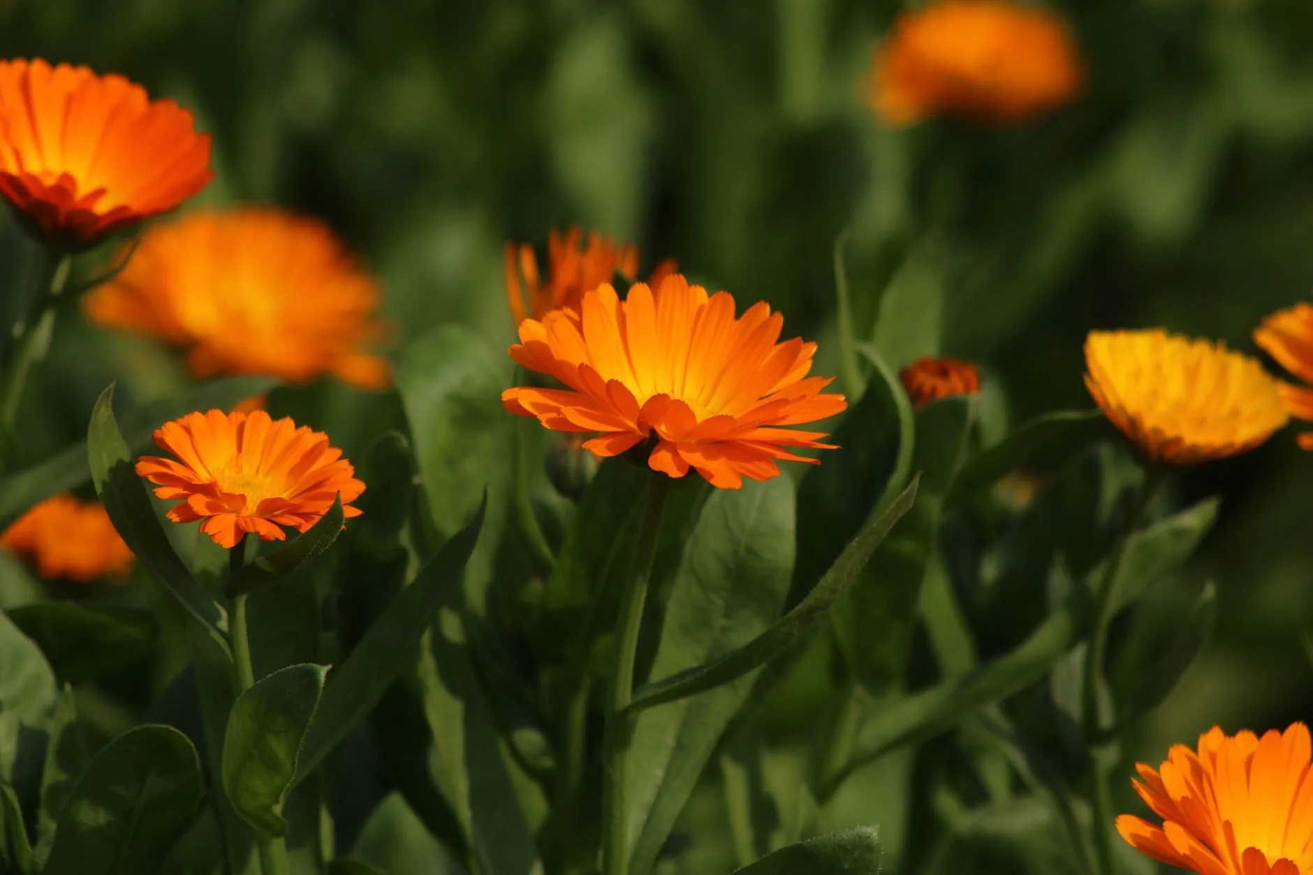 Fleurs de souci orange en pleine floraison sur fond de feuillage vert